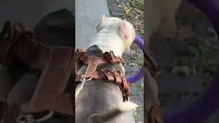 Драка собак,а хозяина нет рядом! 