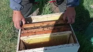 Рои 21 мая. сбор ловушек.😳🐝👍