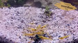Neocaridinas Yellow Golden Back