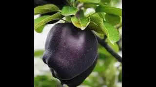 Black Diamond Apple 