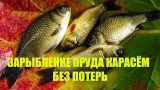 Зарыбление пруда карасем и белым амуром  -Астана