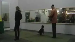Sandy Dogdance Frozenland Freestyle Dogs