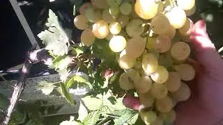 виноград хруст