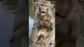 poor cute lovely baby monkey