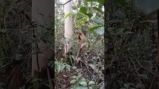 Бурый лемур забавно кряхтит и прыгает по веткам. Мадагаскар #shorts