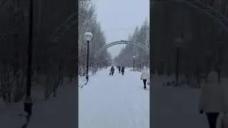 Голуби не хотят летать из-за снегопада)