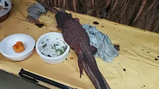 My Bearded Dragon Can Sleep Anytime, Anywhere!