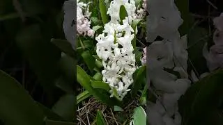 Привет весна! Музыка для души