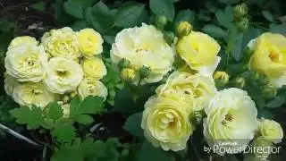 Розы. Пышное майское цветение.