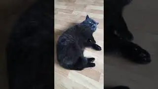 Черный кот #черныйкот #красивыйкот #shortsvideo #домашниеживотные #животные #catlover #cat