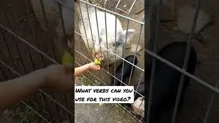 Activate your English #english #cae #americanenglish #esl #practice #animals
