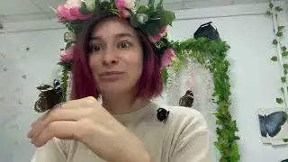 Тропическая бабочка Лунная болина