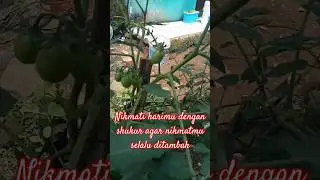 RAWIT DAN TOMAT TUMBUH LIAR DIHALAMAN RUMAH TAPI SUBUR BANGET#organic #TOMAT