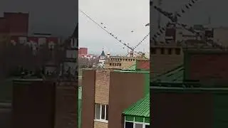 Птицы на крыше сидели и... улетели!