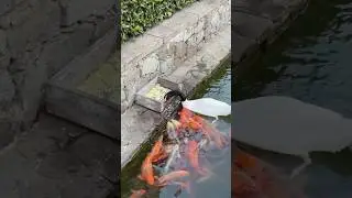 A swan feeding the fish, have you ever seen anything like this?😱