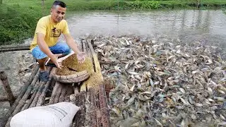 SHOCKING Fish Farm Is Growing Fish Faster Than Ever Before - here's how