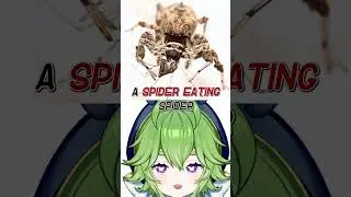 SMARTEST SPIDER IN THE WORLD (Portia Spider)