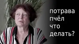 Потрава пчёл. Что делать?