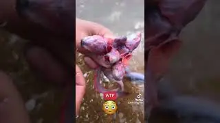 What is this Creepy Creature From The Deep?