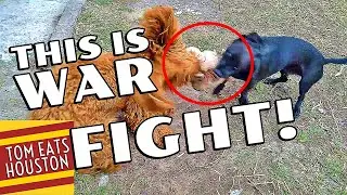 Poodle Vs Dachshund!