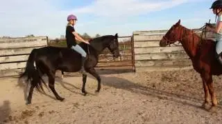Fun with Horses