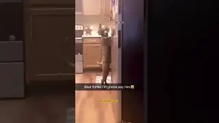 Bro working hard to pay rent🤣 #funny #dog #dogs #dogshorts #shorts #foryou #viral #fyp #yt #ytshort