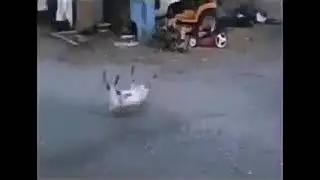 Козел испугался