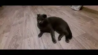 Игрушки кота! Loki🐈