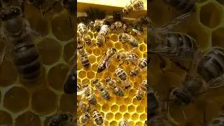 В сильных семьях пчёлы быстрее тянут вощину , заливая мёдом, а матка засевает расплод.🌻🌻🌻🌻
