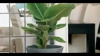 BANANA TREE AS INDOOR PLANT ICool