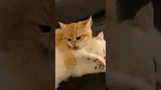Милые котики 2023 
