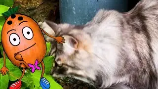 Will 😻 Eat My 🥥🥜 😨?! Track: I’m a Coconut - Coconut Hen 🥥🌈