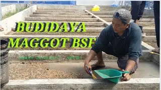 kunjungan Budidaya Maggot BSF