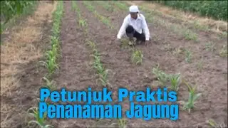 Practical Instructions for Growing Corn (Agricultural Tutorial)