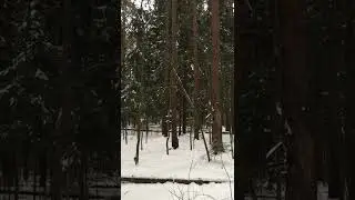 Лечение зуба пиявками
