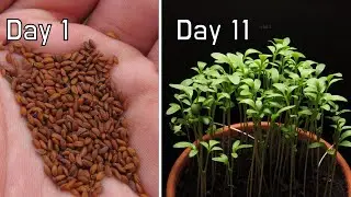 How Cress Grow from Seeds | 11 Days in 2 Minutes Timelapse