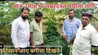 पपीते का जबरदस्त बगीचा#सांवलिया नर्सरी द्वारा लगाया गया# किसान मुकेश चंद्रवंशी