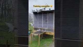 Trap training #pigeon #shorts #shortvideo #viral #ytshorts #homingpigeon #reels