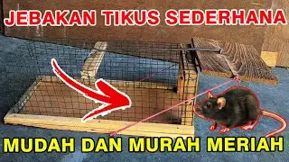 CARA MEMBUAT JEBAKAN TIKUS SEDERHANA MURAH