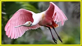 PERFECT BIRD WITH PINK COLOR!! - ROSEATE SPOONBILL