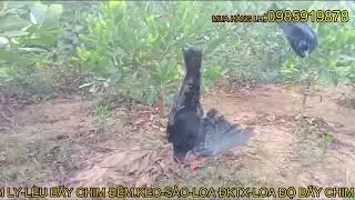 ĐÃ CÓ BÁC NÀO BẪY ĐƯỢC NHIỀU CHÈO BẺO NHƯ NÀY CHƯA Ạ.QUÁ KINH KHỦNG.VIDEOS KHÁCH TRẢ HÀNG.TẬP-6.