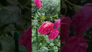 Черри Леди✨🌸✨🌸✨🌸✨
