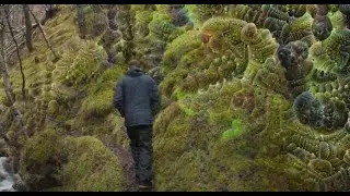 Stare into the fractal moss | LSD visuals nature (Psychedelic pattern test)