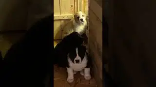 КОЛЛЕКТИВНЫЙ РАЗУМ У АЛАБАЕВ