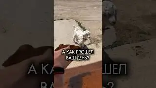 ДЕНЬ ИЗ ЖИЗНИ СОБАКИ НОР #влог #блог #собака #питомец #жизнь