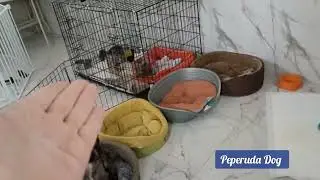 Зоогостиница в Лобне