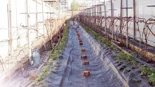 ☑️Сухая подвязка винограда 2023год