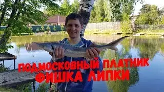 Платный пруд Фишка Липки, ловля карпа и осетра, платная рыбалка 2019