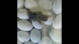 Начался вывод утят❤️🤗🙏🐣🐥🐤🙏