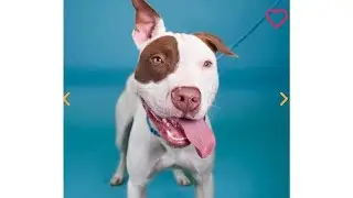 Benita - This cute fellow is ready for his new home.